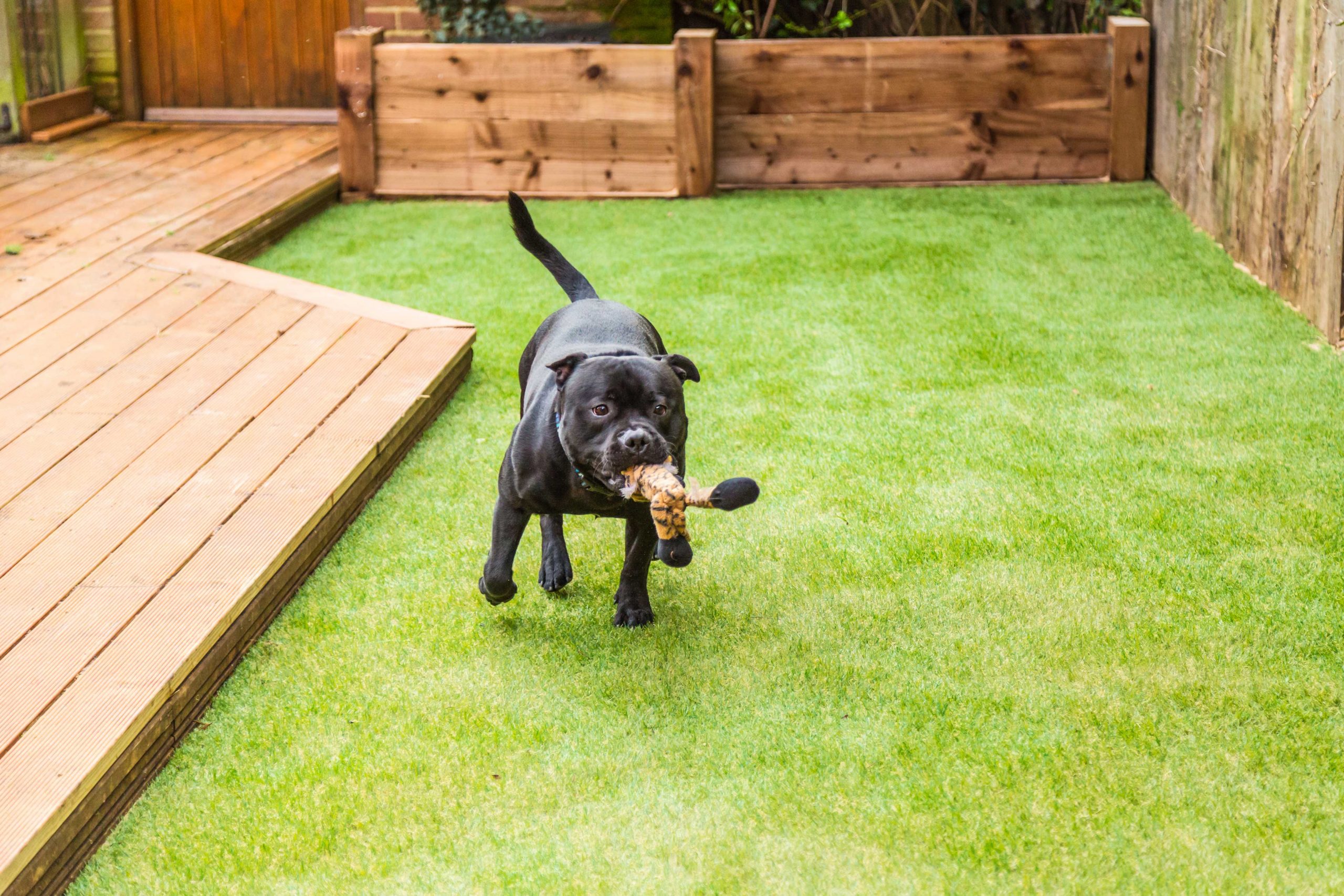 Artificial Grass for Pets in Arlington, TX