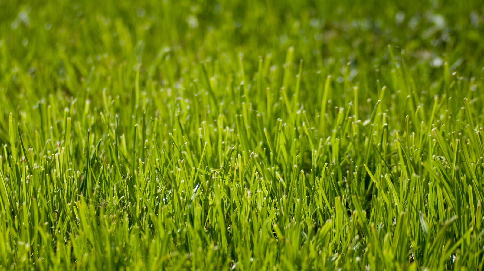 Artificial Grass Project Planning in Arlington, TX